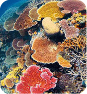 軟硬珊瑚區